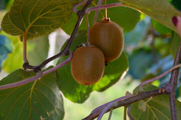 Golden or green kiwi fruits hanging on kiwi tree in orchard in Italy