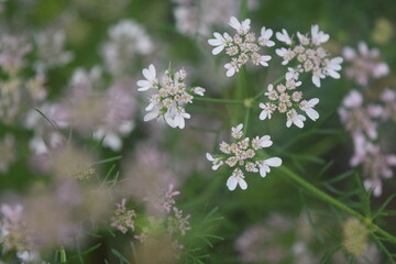 Tiny white flowers