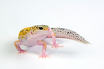 Leopard gecko / Leopardgecko (Eublepharis macularius) - white yellow eclipse