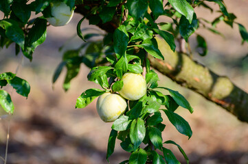 Plum fruits ripening on tree in orchard