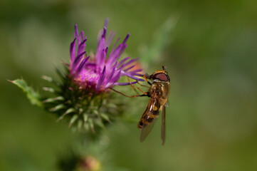 Hoverfly (Syrphidae)
