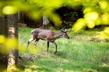 A deer in the forest looking for food
