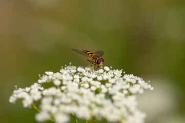Hoverfly (Syrphidae)