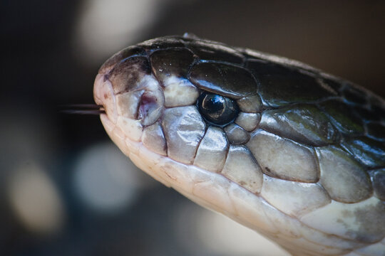 Close up of a cobra
