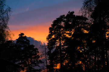 sunset in the forest