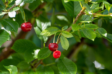 New harvest of red ripe sour kriek cherry