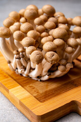 Fresh buna brown shimeji edible mushrooms from Asia, rich in umami tasting compounds such as guanylic and glutamic acid