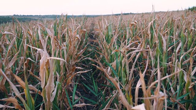 Medium frame with a cornfield severely affected by drought.