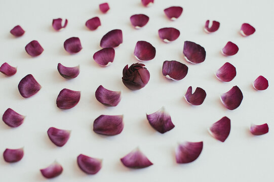 Ranunculus flower petal arrangement on white background