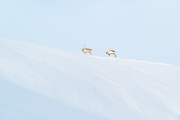 Two reindeers on the pass in Spitsbergen, Svalbard, Arctic