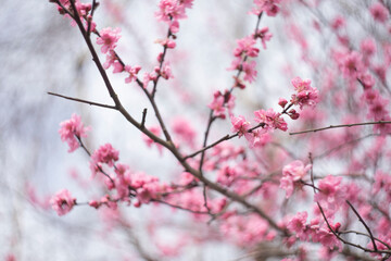 Cherry Blossom