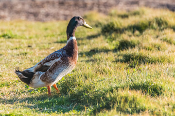 Mallard duck on the grass