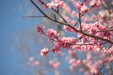 Cherry Blossom