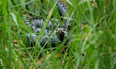 snake in the grass
