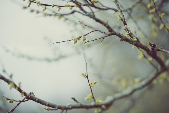 spring buds
