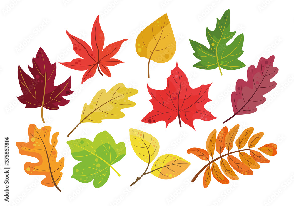 Wall mural autumn vector leaves orange, yellow, red and green. isolated foliage on a white background. perfect 