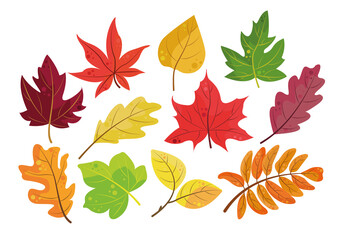 Autumn vector leaves orange, yellow, red and green. Isolated foliage on a white background. Perfect for illustrations about autumn, for postcards, fabrics, textiles, children's books