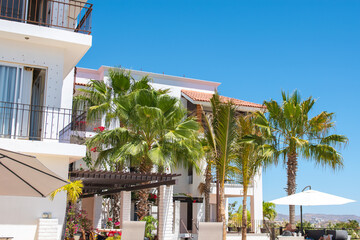 palms in front of the house