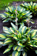 green lily bushes