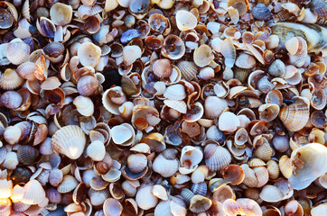 seashells on the seashore close up