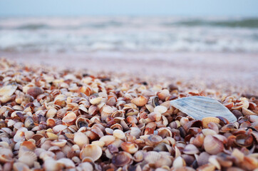 seashells on the seashore close up