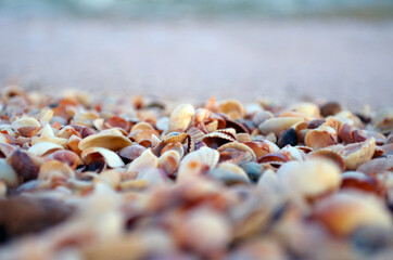 seashells on the seashore close up, computer screen saver, computer background