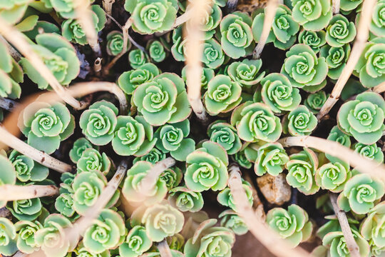 Group of Tiny Succulent Plants