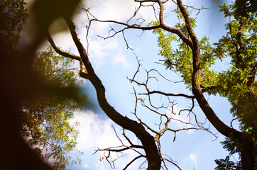 bare branches of trees without leaves on a background of blue sky