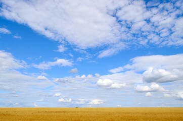 
field against blue sky with clouds