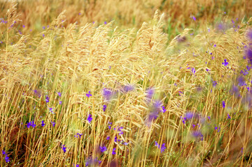 ears of wheat and flowers in the field