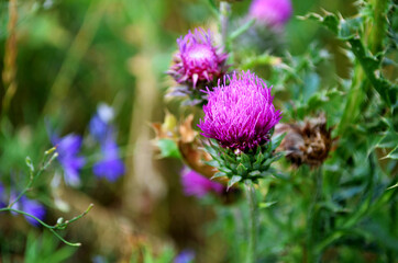 milin flowers against a background of greenery, burdock bush