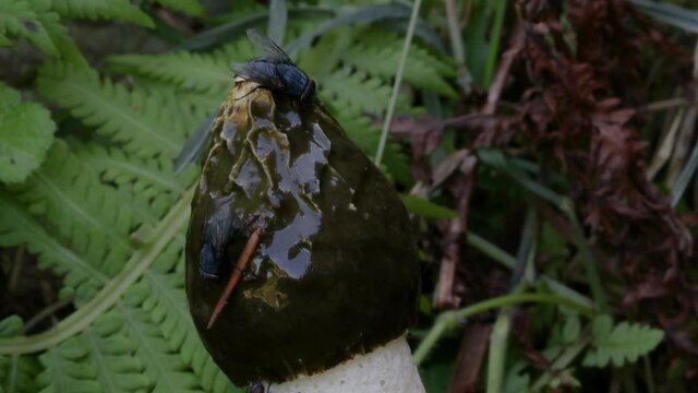 TIMELAPSE MACRO DOF: Cinematic shot of flies feeding on a growing phallus impudicus mushroom. Countless flies land on a growing common stinkhorn and eat the smelly mushroom. Flies eating stinky fungus