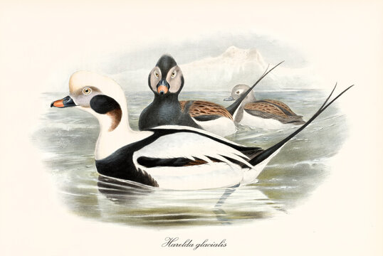 Black and white multicolor plumaged aquatic Long-Tailed Duck (Clangula hyemalis) swimming in the cold water sea with iced shores far in background. Vintage art by John Gould publ. In London 1862-1873