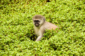 Baby Monkey in green undergrowth