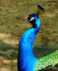 Fototapeta premium peacock in the park