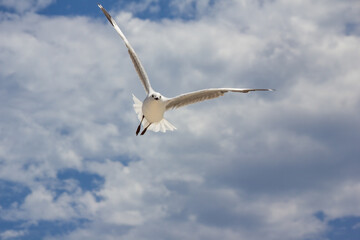 Seagull in front of clouds
