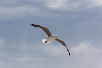 Seagull in front of darkening clouds