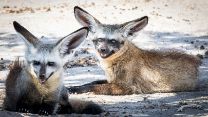 Bat-eared  fox couple in shade of tree on kalahari salt pan