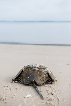 Horseshoe crab makes its way into the ocean