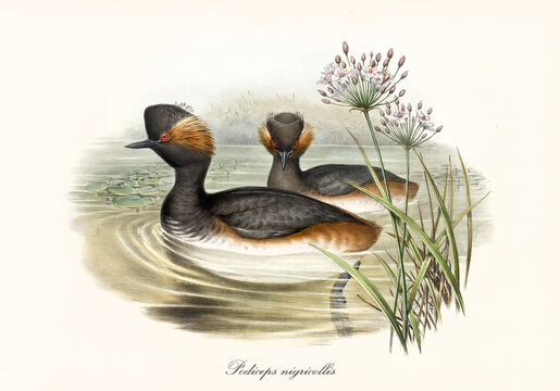 Two multicolor black and brown plumaged birds Black-Necked Grebe (Podiceps nigricollis) with white belly zone swimming in the dark water of a pond. Detailed art by John Gould publ. In London 1862-1873