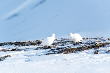 Mountain ptarmigan in winter feathering in Spitsbergen. Svalbard, Acrtic