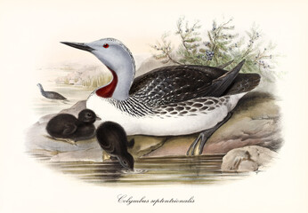 Aquatic bird called Red-Troated Loon (Gavia stellata) protecting its drinking children on a rocky pond shore. Detailed vintage style watercolor art by John Gould publ. In London 1862-1873