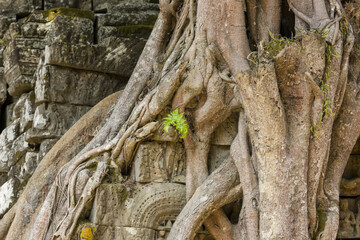 main gateway of Ta Som with strangler fig