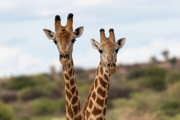Fototapeta premium Giraffe couple