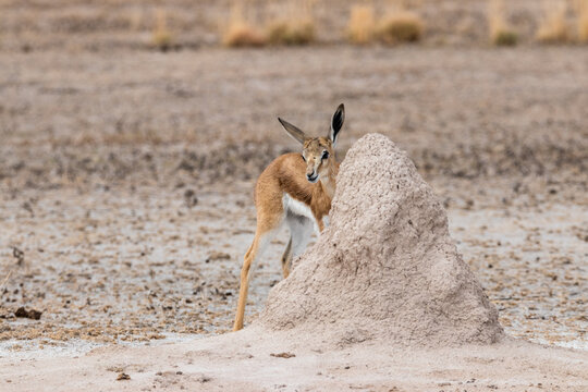 Springbok Baby Peaking Out From Behind Ant Heap