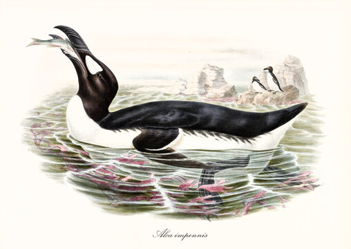 Big fat aquatic bird called Great Auk (Pinguinus impennis) extinct. It eats a fish in the water while other exemplars stand on a rock far in background. Detailed vintage art by John Gould in London