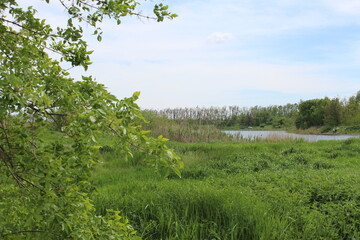 landscape with trees