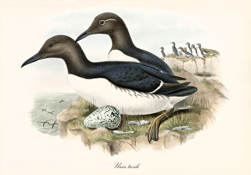 Black and white plumage sea bird couple with egg overseeing sea from rock. Common Murre (Uria aalge). Detailed vintage style watercolor art by John Gould London 1862-1873