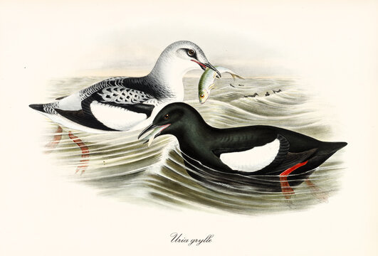Couple of Black Guillemot (Cepphus grylle) sea birds fishing and fooding side by side on rough sea. Detailed vintage style watercolor art by John Gould publ In London 1862-1873