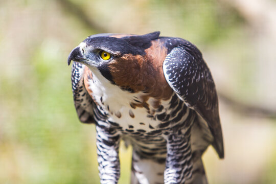 Ornate Hawk Eagle
